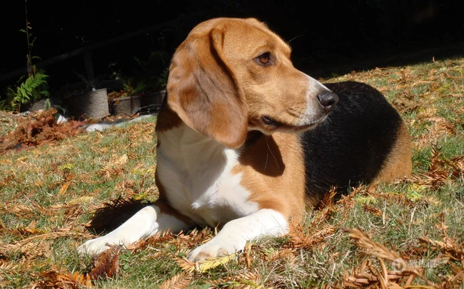比格犬，世界名犬犬种之一，非常古老的犬种比格犬图片 第8张