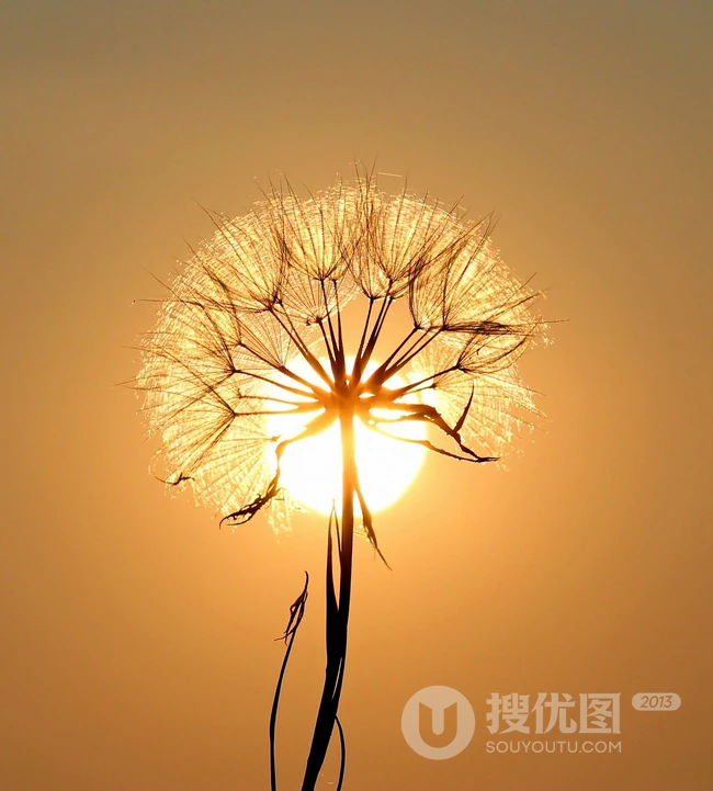 蒲公英 唯美蒲公英意境图片