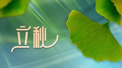 立秋壁纸，以金黄的树叶，落叶为背景的萧瑟立秋节气壁纸图片
