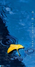 夏意悠未尽，忽觉秋已来！树叶，落叶，枯叶为背景的唯美立秋节气手机壁纸