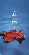 夏意悠未尽，忽觉秋已来！树叶，落叶，枯叶为背景的唯美立秋节气手机壁纸
