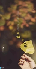 夏意悠未尽，忽觉秋已来！树叶，落叶，枯叶为背景的唯美立秋节气手机壁纸