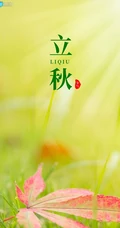 夏意悠未尽，忽觉秋已来！树叶，落叶，枯叶为背景的唯美立秋节气手机壁纸
