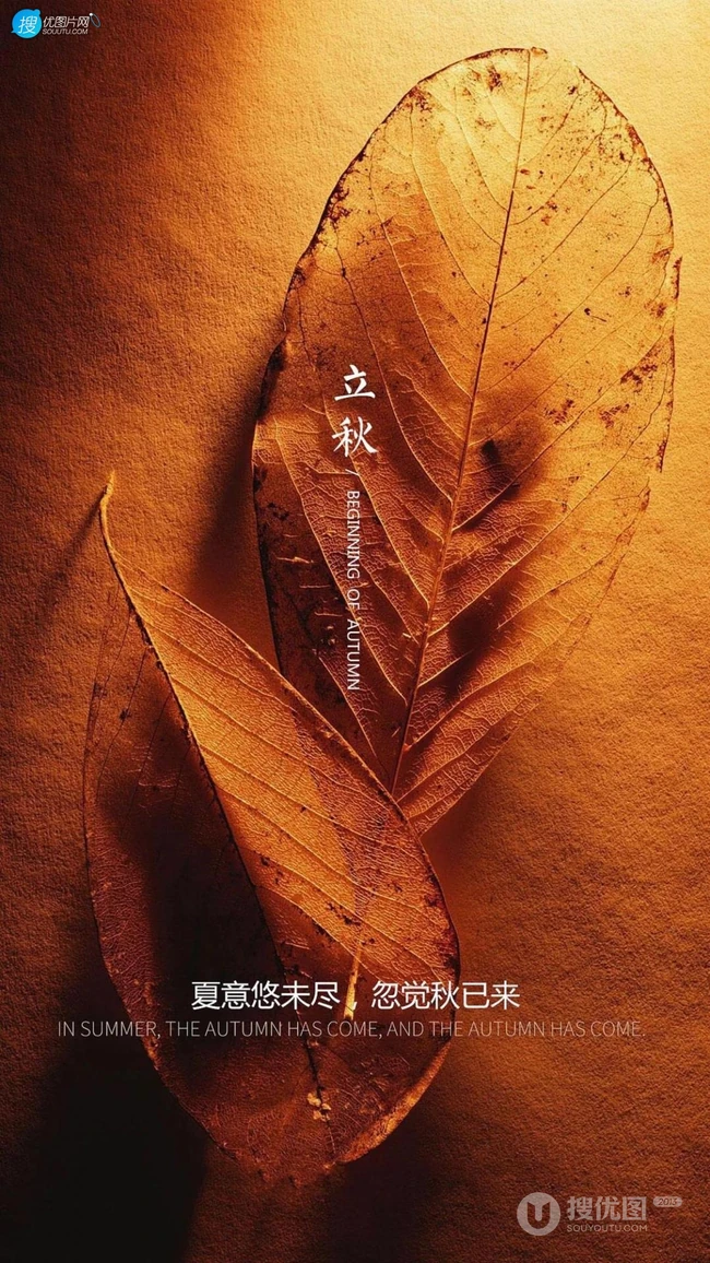 夏意悠未尽，忽觉秋已来！树叶，落叶，枯叶为背景的唯美立秋节气手机壁纸