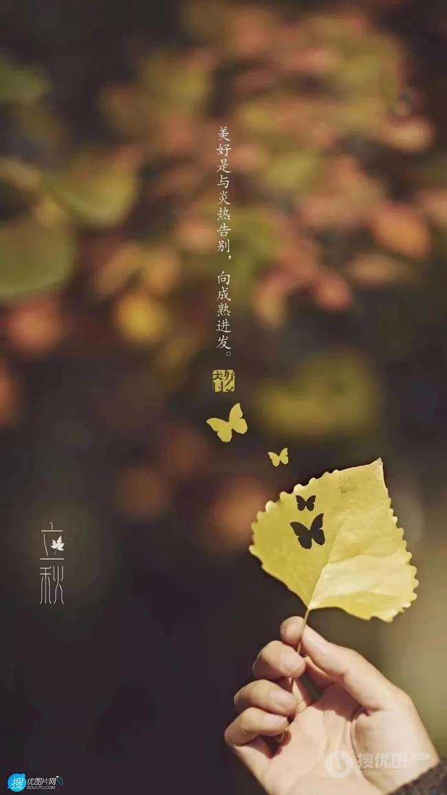 夏意悠未尽，忽觉秋已来！树叶，落叶，枯叶为背景的唯美立秋节气手机壁纸
