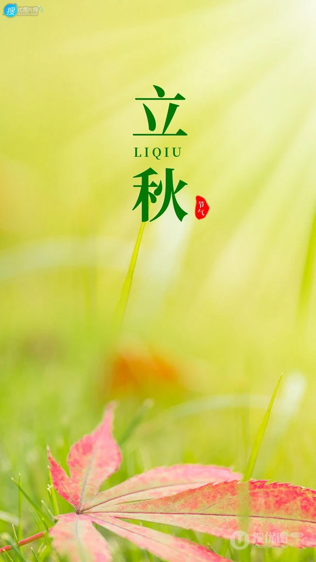 夏意悠未尽，忽觉秋已来！树叶，落叶，枯叶为背景的唯美立秋节气手机壁纸