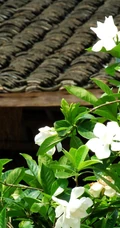 坚强、永恒的爱、一生的守候花语的清新栀子花图片