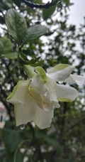 坚强、永恒的爱、一生的守候花语的清新栀子花图片