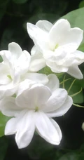 坚强、永恒的爱、一生的守候花语的清新栀子花图片