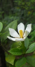 坚强、永恒的爱、一生的守候花语的清新栀子花图片