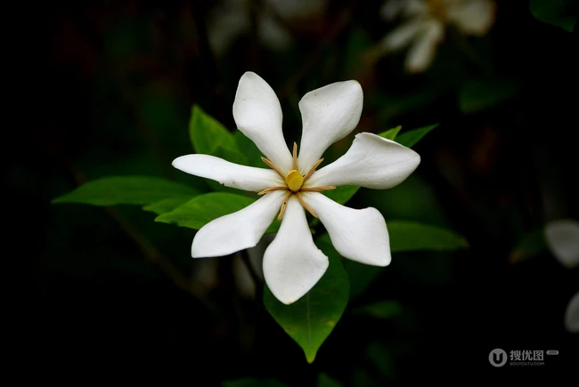 坚强、永恒的爱、一生的守候花语的清新栀子花图片