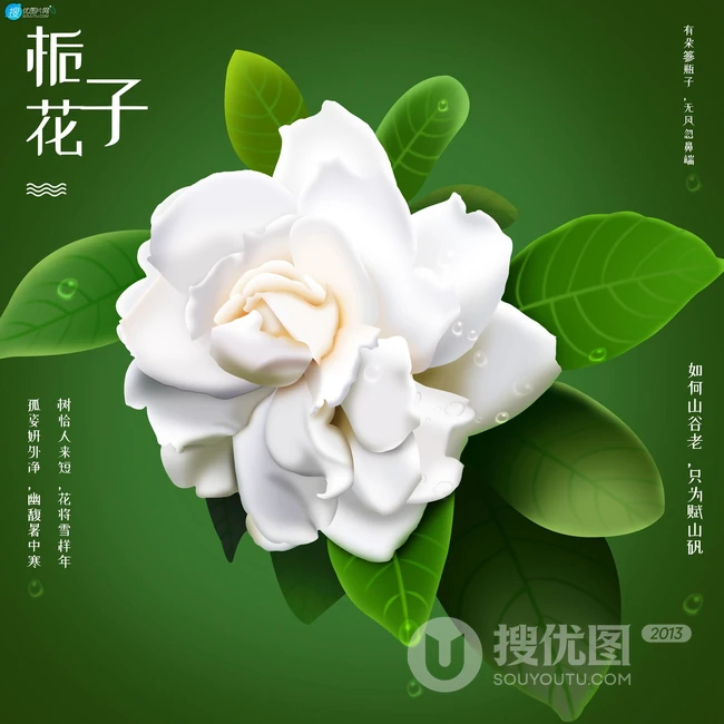 坚强、永恒的爱、一生的守候花语的清新栀子花图片