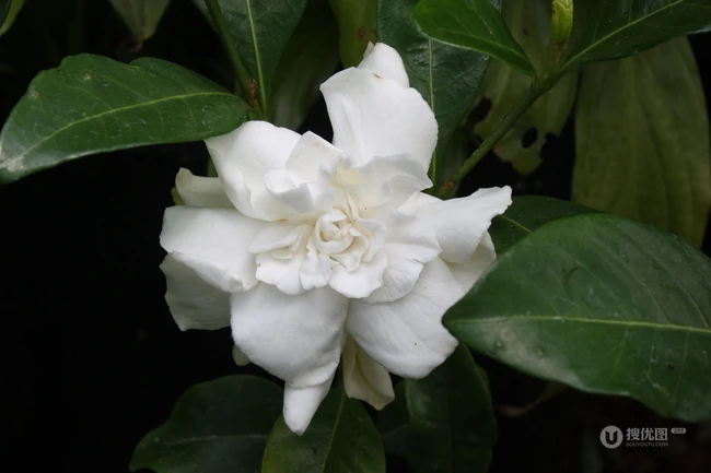 坚强、永恒的爱、一生的守候花语的清新栀子花图片