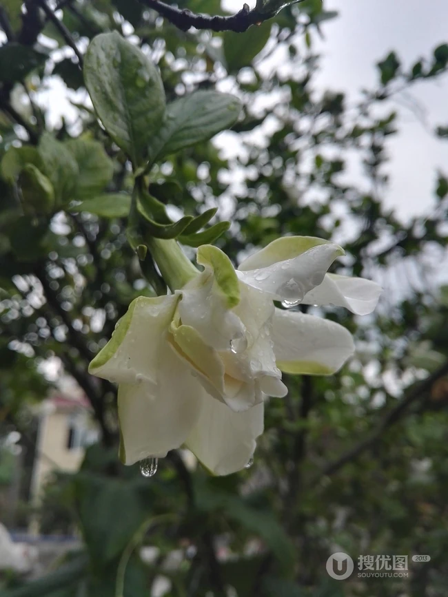 坚强、永恒的爱、一生的守候花语的清新栀子花图片