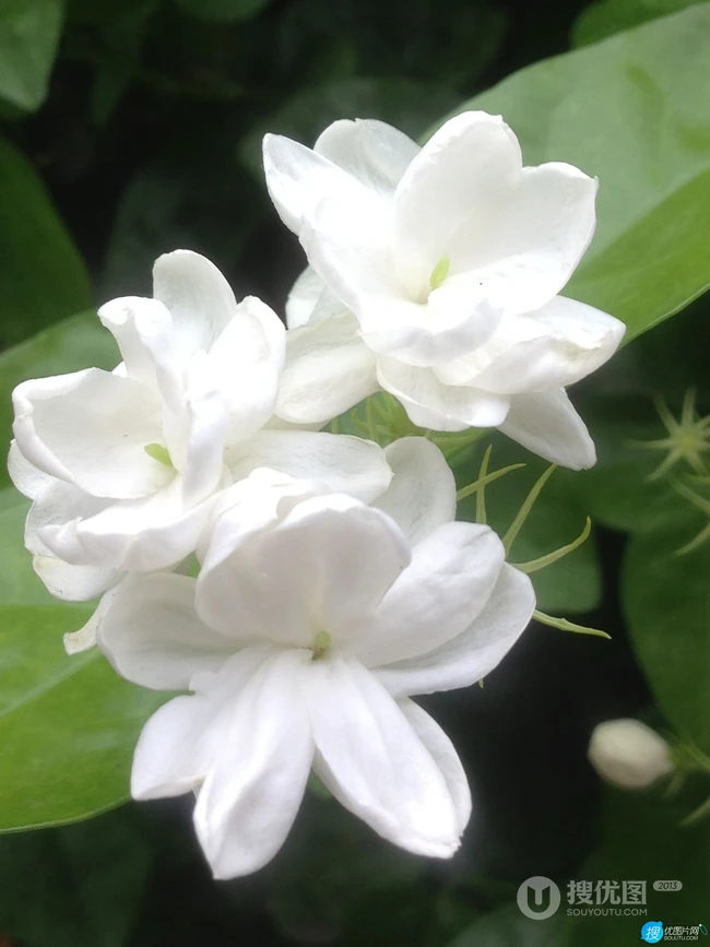 坚强、永恒的爱、一生的守候花语的清新栀子花图片
