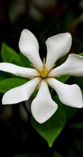 坚强、永恒的爱、一生的守候花语的清新栀子花图片