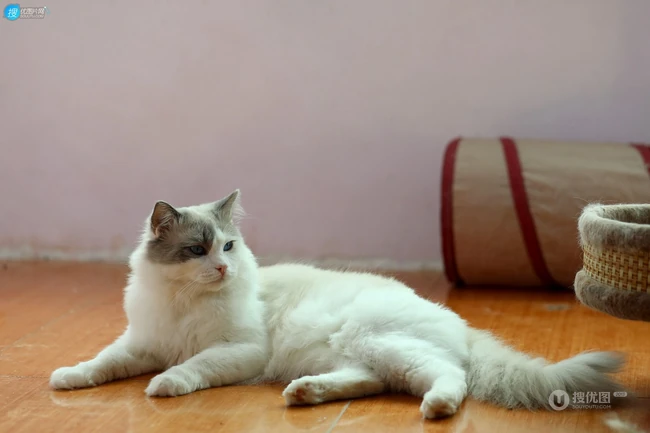 蓝色眼睛，白色毛发的布偶猫高清微距形态特写摄影图片 第3张