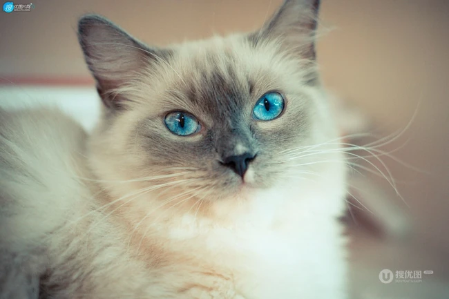 蓝色眼睛，白色毛发的布偶猫高清微距形态特写摄影图片 第4张