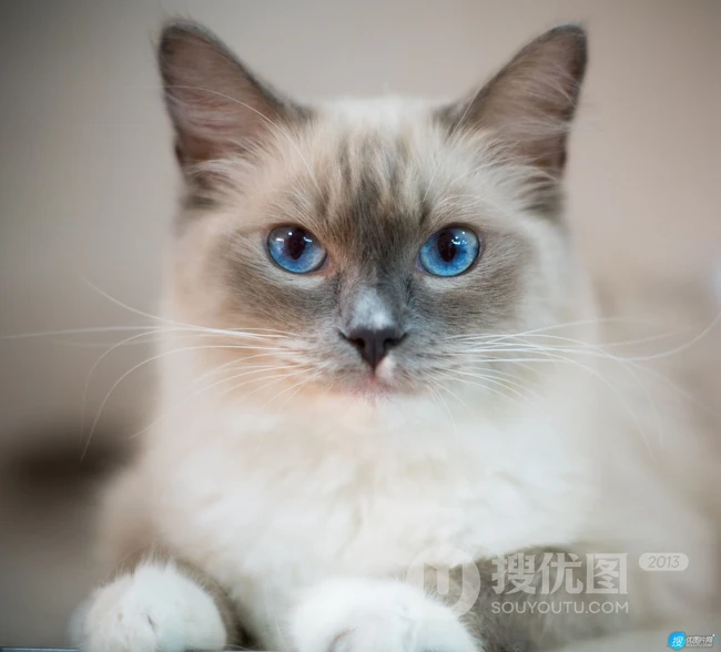 蓝色眼睛，白色毛发的布偶猫高清微距形态特写摄影图片 第1张
