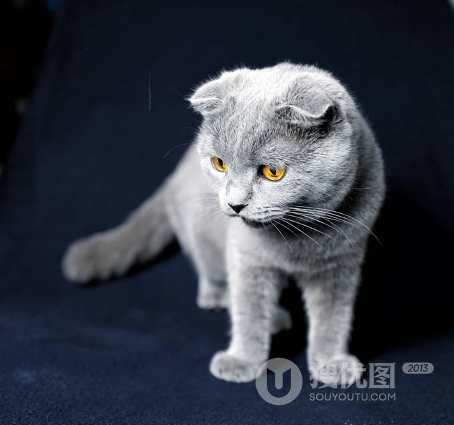 灰色毛发的可爱呆萌蓝猫（英国短毛猫）图片 第6张