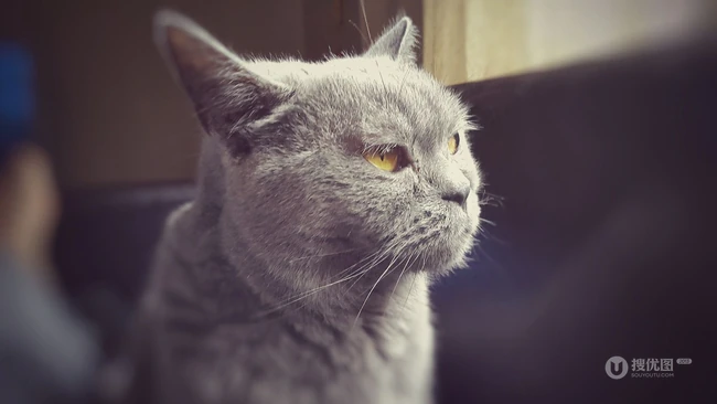 灰色毛发的可爱呆萌蓝猫（英国短毛猫）图片 第10张