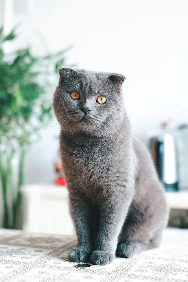 灰色毛发的可爱呆萌蓝猫（英国短毛猫）图片 第2张