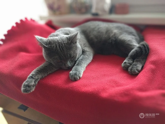 灰色毛发的可爱呆萌蓝猫（英国短毛猫）图片 第8张
