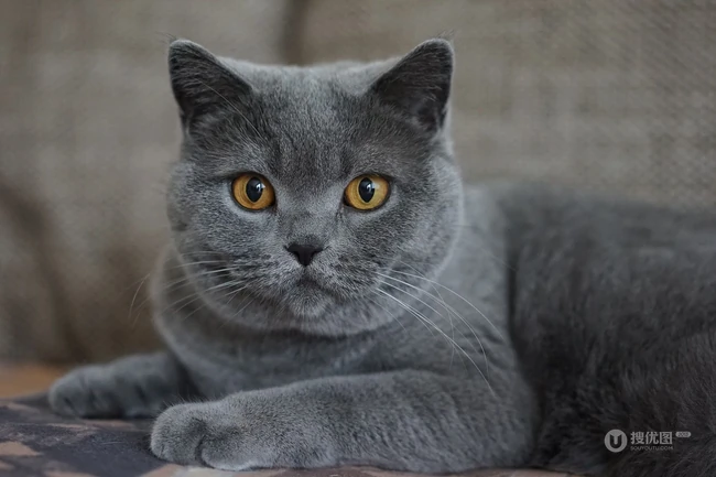 灰色毛发的可爱呆萌蓝猫（英国短毛猫）图片 第1张