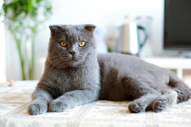 灰色毛发的可爱呆萌蓝猫（英国短毛猫）图片 第3张