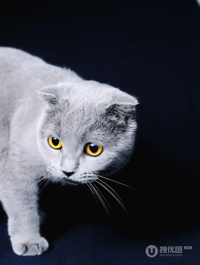 灰色毛发的可爱呆萌蓝猫（英国短毛猫）图片 第7张