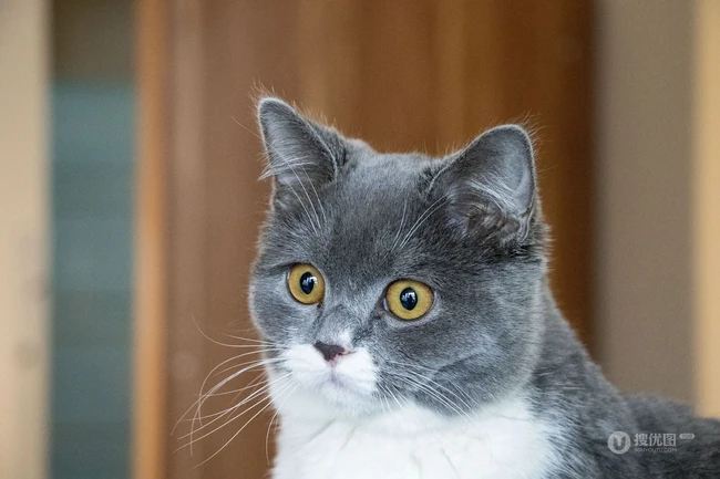 灰色毛发的可爱呆萌蓝猫（英国短毛猫）图片 第4张