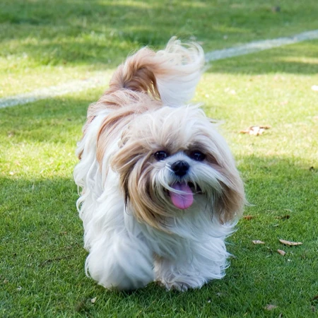 活泼伶俐，智商高，任性顽皮的可爱西施犬图片