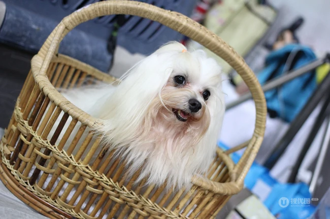 活泼伶俐，智商高，任性顽皮的可爱西施犬图片 第2张