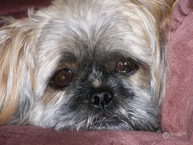 活泼伶俐，智商高，任性顽皮的可爱西施犬图片 第3张