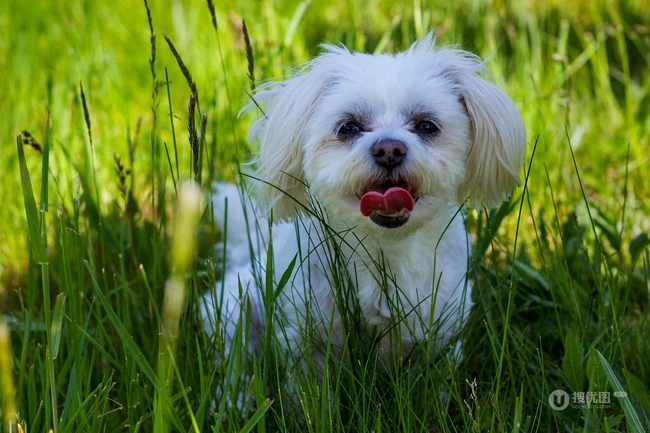 活泼伶俐，智商高，任性顽皮的可爱西施犬图片 第4张