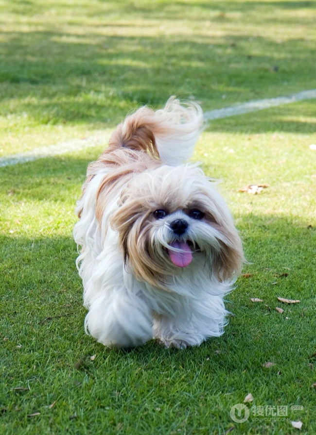 活泼伶俐，智商高，任性顽皮的可爱西施犬图片 第1张