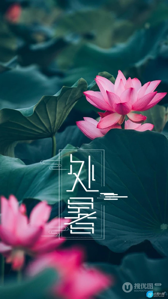 面面湖光面面风，可人最是白芙蓉，以莲花荷花为背景的处暑节气手机壁纸图片