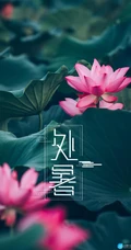 面面湖光面面风，可人最是白芙蓉，以莲花荷花为背景的处暑节气手机壁纸图片