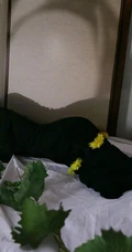 夏末秋初的木屋，戴眼镜的杨幂慵懒闲适午后淡然时光写真图片