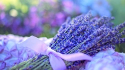 唯美薰衣草，薰衣草花田壁纸图片