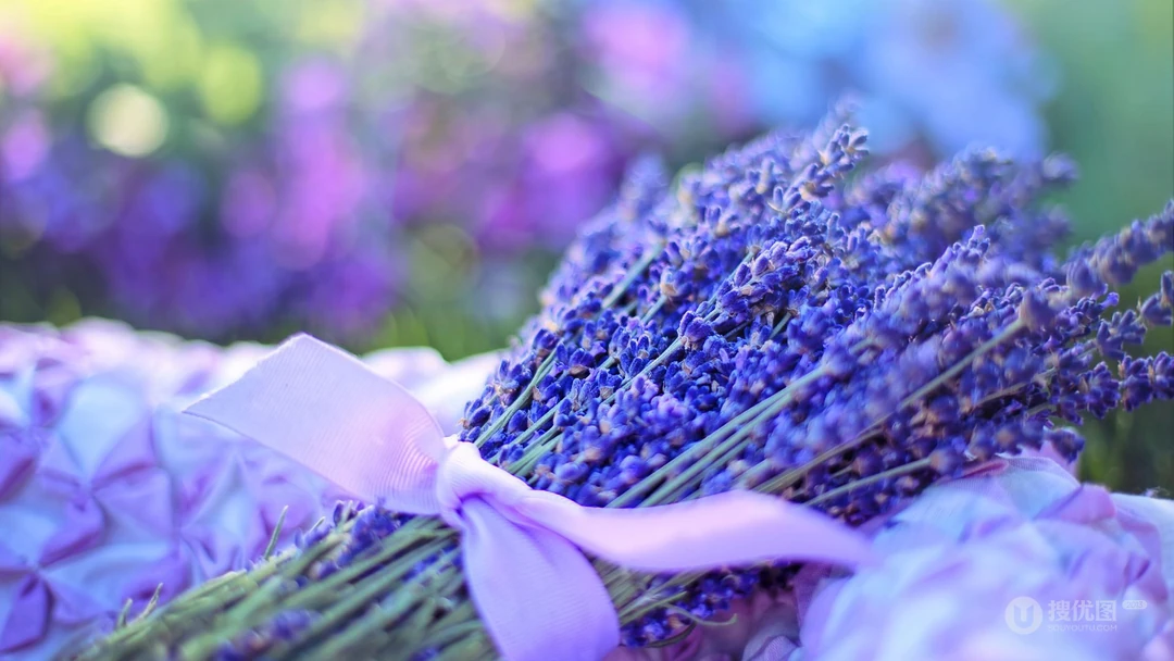 唯美薰衣草，薰衣草花田壁纸图片