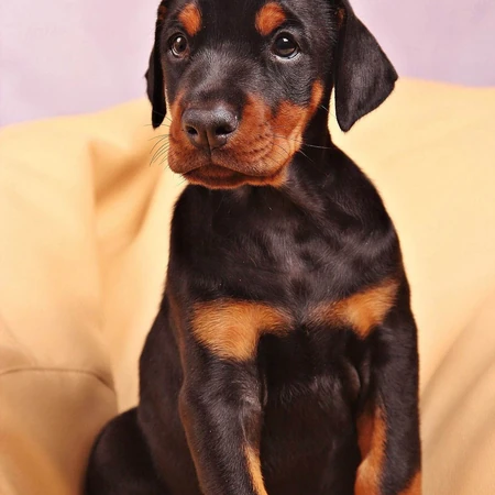 勇敢而顺从凶猛犬种杜宾犬，以及可爱的小杜宾犬高清图片
