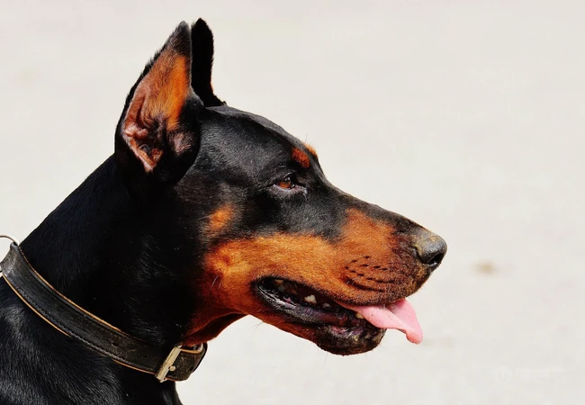 勇敢而顺从凶猛犬种杜宾犬，以及可爱的小杜宾犬高清图片 第3张