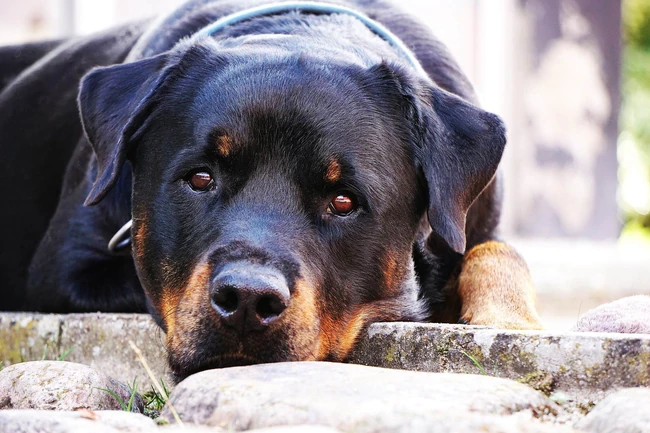 勇敢而顺从凶猛犬种杜宾犬，以及可爱的小杜宾犬高清图片 第9张