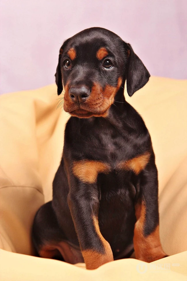 勇敢而顺从凶猛犬种杜宾犬，以及可爱的小杜宾犬高清图片 第1张