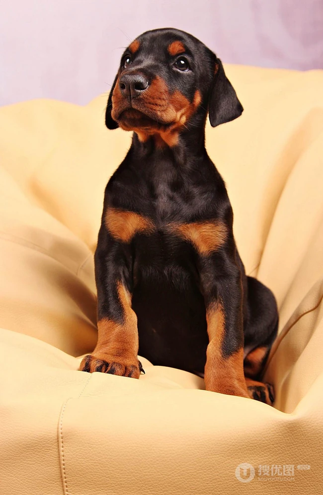 勇敢而顺从凶猛犬种杜宾犬，以及可爱的小杜宾犬高清图片 第8张