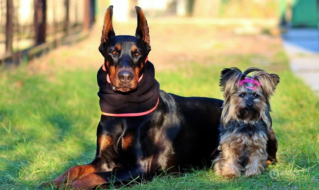 勇敢而顺从凶猛犬种杜宾犬，以及可爱的小杜宾犬高清图片 第6张