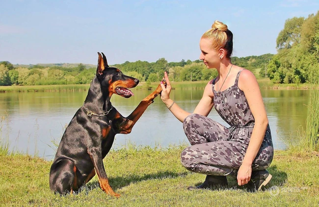 勇敢而顺从凶猛犬种杜宾犬，以及可爱的小杜宾犬高清图片 第4张