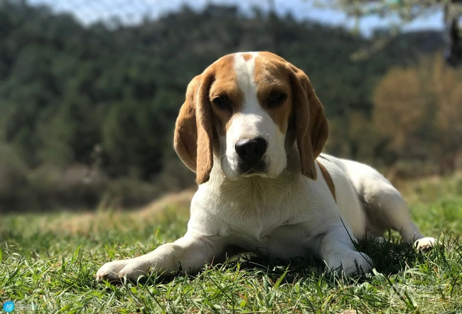 随人类步行打猎，擅长追野兔的可爱比格犬（米格鲁猎兔犬）图片 第14张