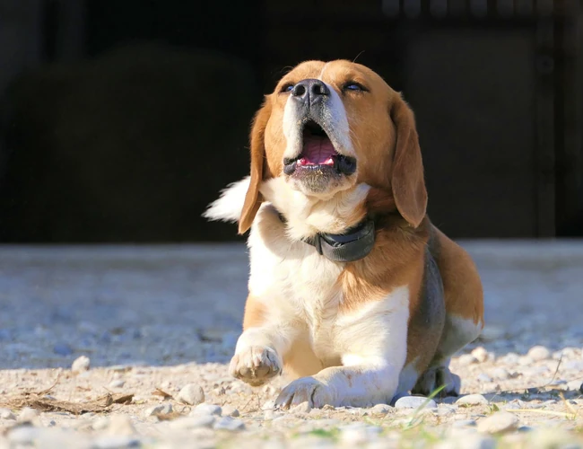 随人类步行打猎，擅长追野兔的可爱比格犬（米格鲁猎兔犬）图片 第12张
